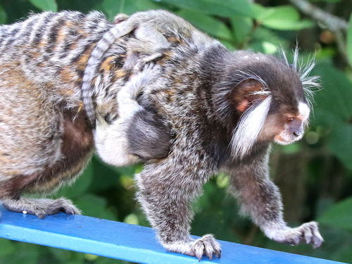 Common Marmoset