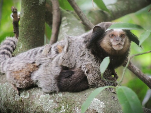 Black-tufted-ear Marmoset