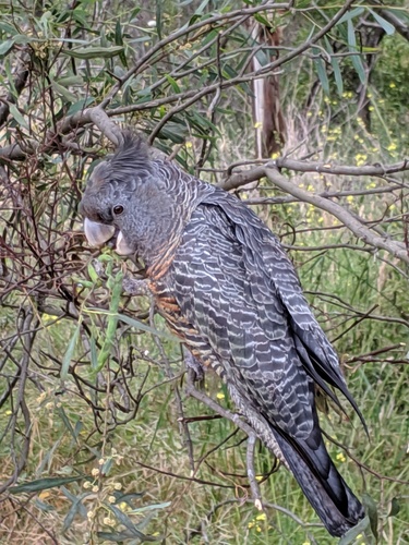Gang-gang Cockatoo