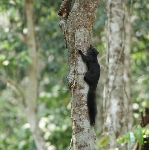 Pallas' Squirrel