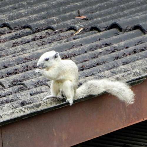 Finlayson's Squirrel