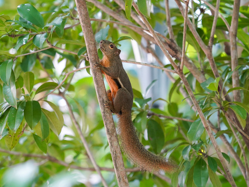 Plantain Squirrel