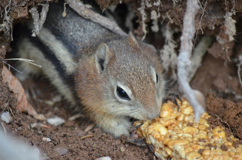 Common Golden-mantled Ground Squirrel