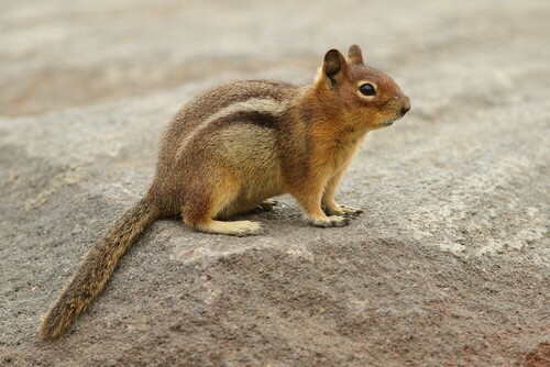 Cascade Golden-mantled Ground Squirrel