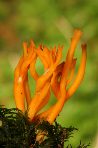 Jelly-antler