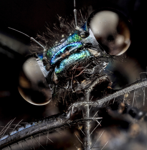 Ebony Jewelwing