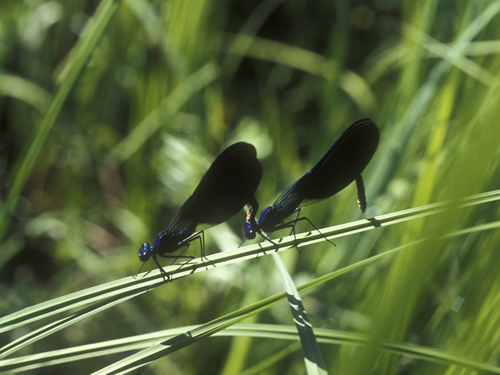 Banded Demoiselle