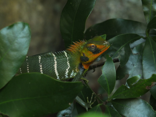 Common Green Forest Lizard