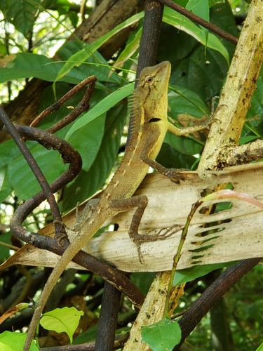 Forest garden lizard