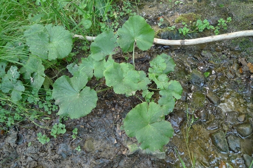 Marsh marigold