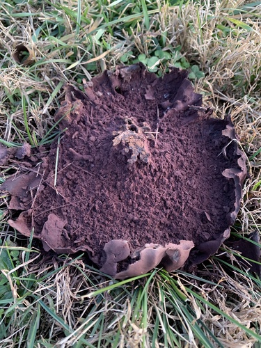 Purple-spored Puffball
