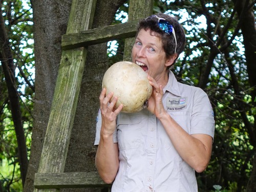 Giant puffball