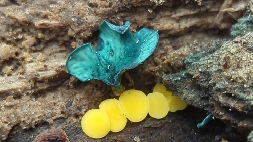 Yellow Fairy Cups