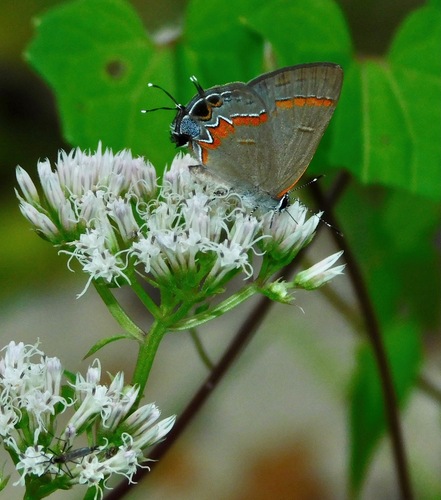 Red-banded Hairstreak