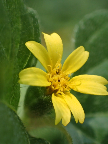 Straggler daisy
