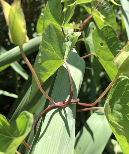 Hedge bindweed