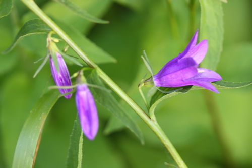 Creeping Bellflower