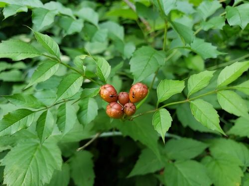 American trumpet vine