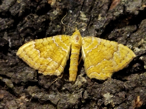 Yellow Shell Moth