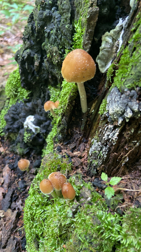 Pale Brittlestem