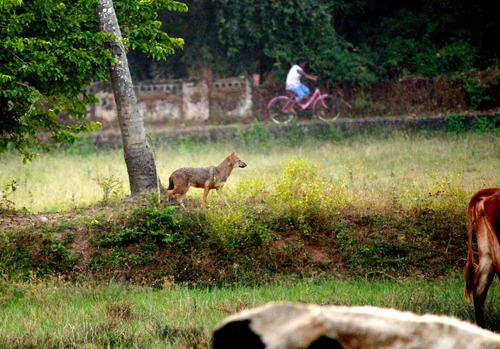 Golden Jackal