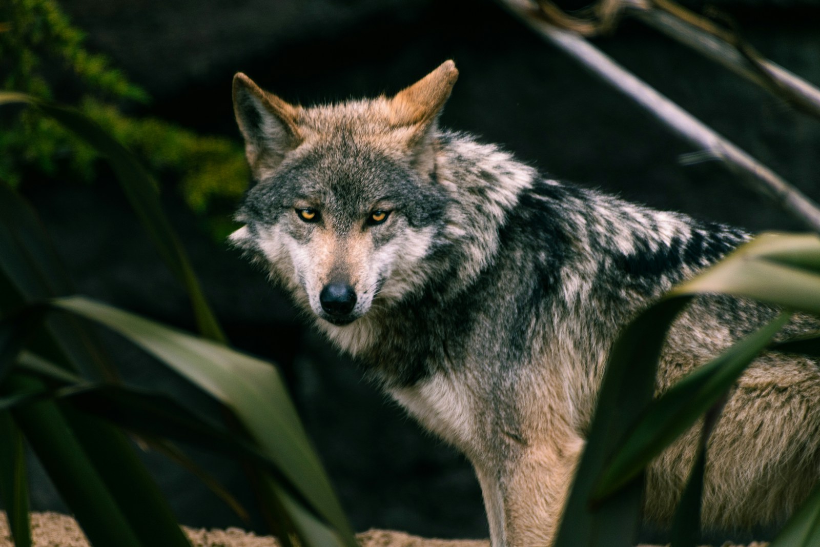 Gray Wolf