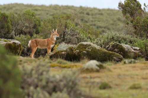 Ethiopian Wolf