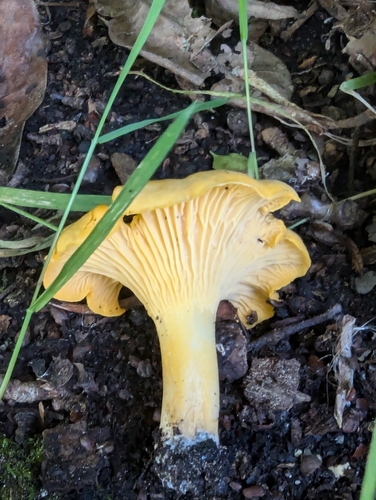 Golden Chanterelle