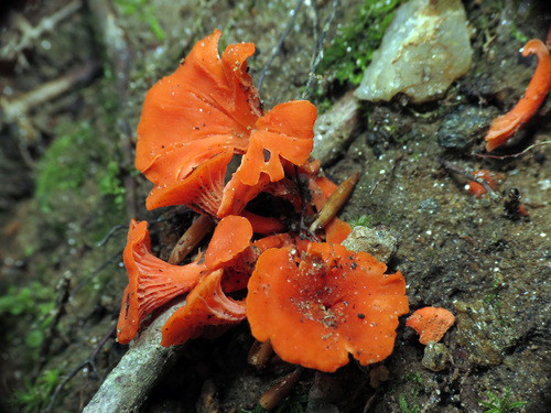 Red Chanterelle