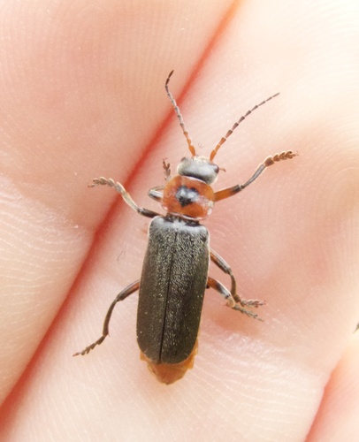 Rustic Sailor Beetle