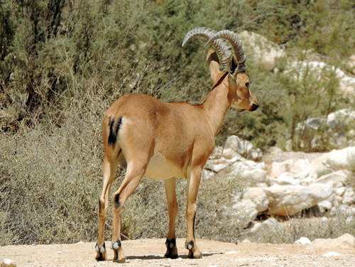 Nubian Ibex