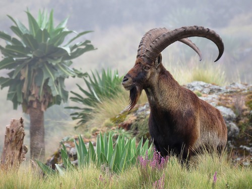 Walia Ibex