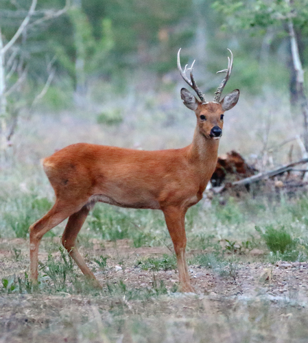 Eastern Roe Deer