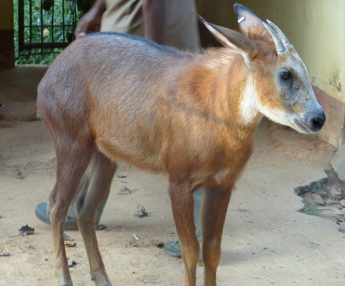 Red Serow