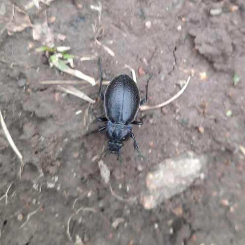Bronze Ground Beetle