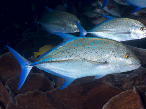 Bluefin Trevally