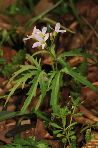 Cut-leaved toothwort