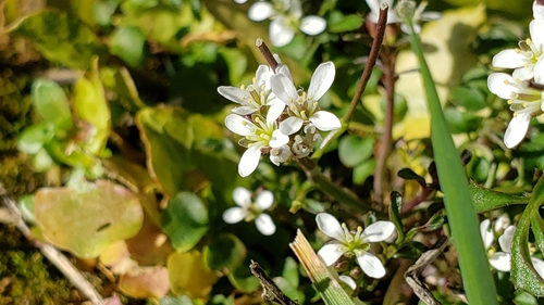 Hairy bittercress