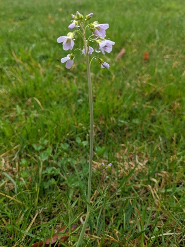 Cuckooflower