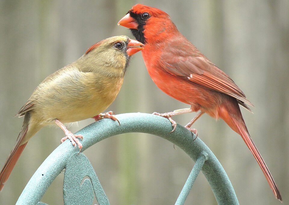 Northern Cardinal