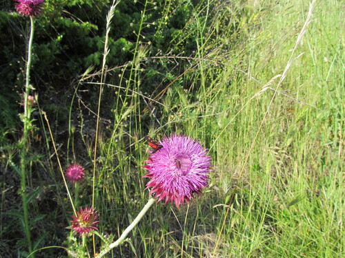 Musk thistle