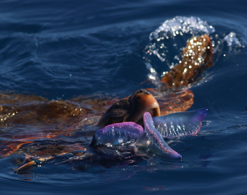 Loggerhead Sea Turtle