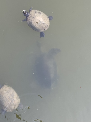 Pig-nosed Turtle