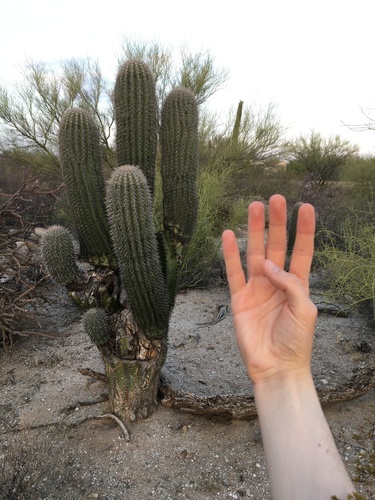 Saguaro