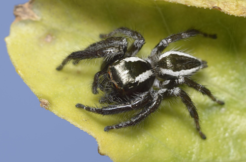 Carrhotus viduus