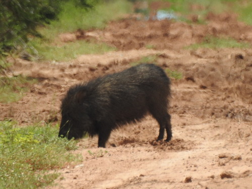 Chacoan Peccary