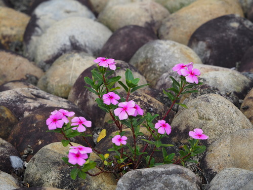 Madagascar Periwinkle