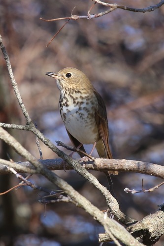 Hermit Thrush