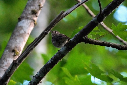 Swainson's Thrush
