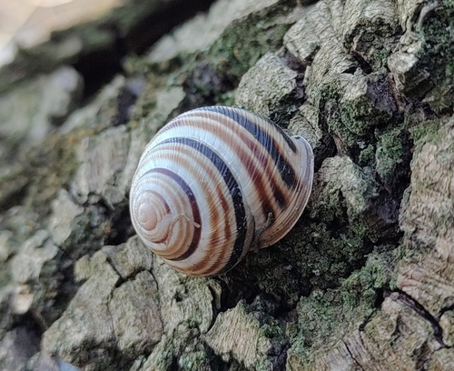 Vineyard Snail